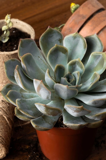 Close-up flowers pot