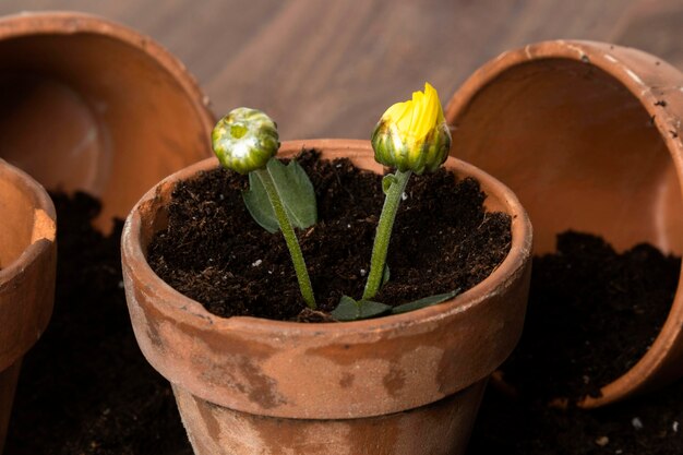 Close-up flowers pots