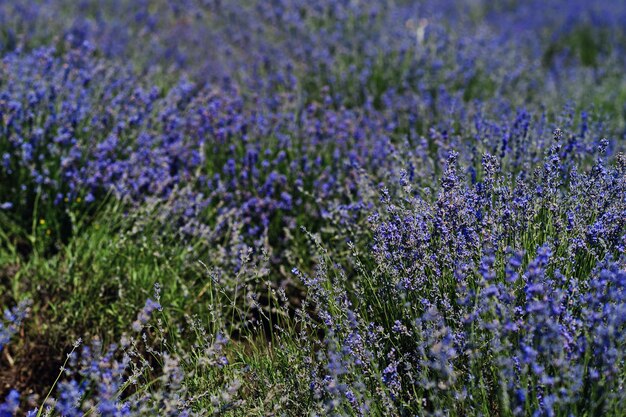 보라색 라벤더 밭에 있는 꽃 클로즈업