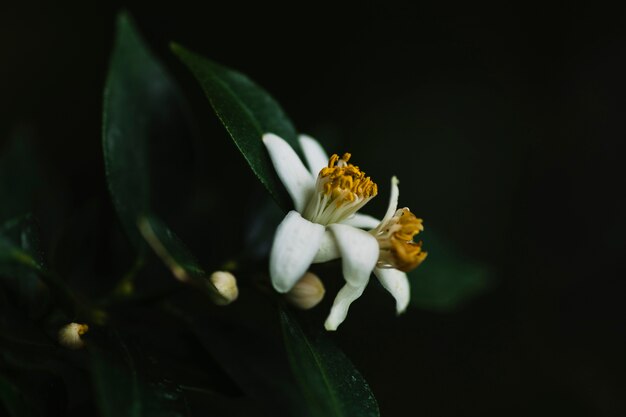 Close-up flowers on tree branch