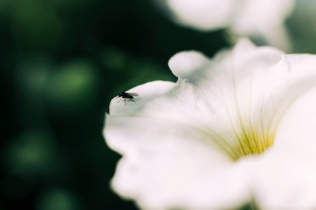 Close-up of a fly on white flower