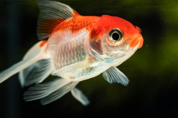 Close-up focused betta fish on green blurred background