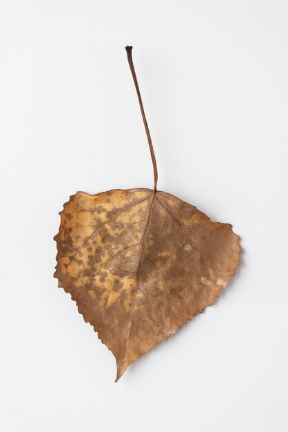 Close-up fragile autumn leaf