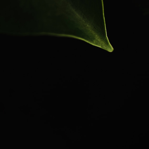 Close-up fragile leaf