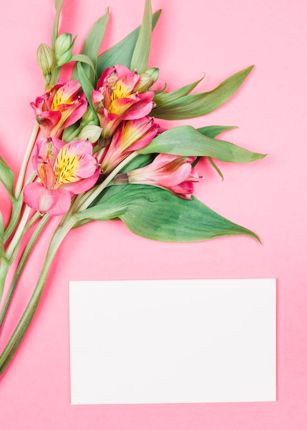 ピンクの背景の空白の白いカードの近くの芽と新鮮な美しいアルストロメリアの花のクローズアップ