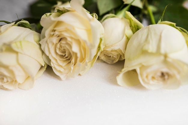 Close-up of fresh beautiful roses on white background