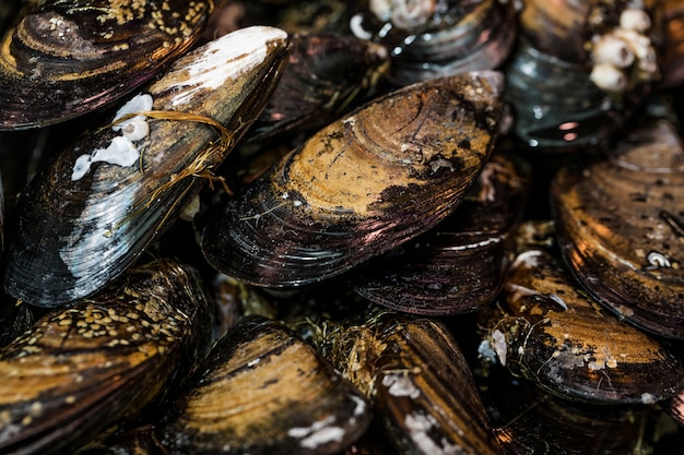 Free photo close-up of fresh black clams