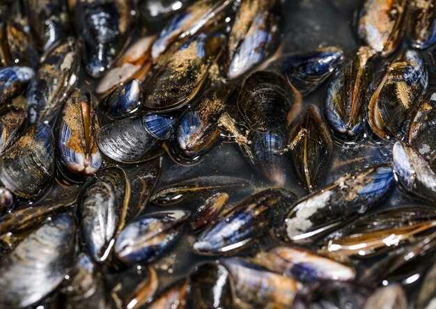 Крупный план свежих черных моллюсков