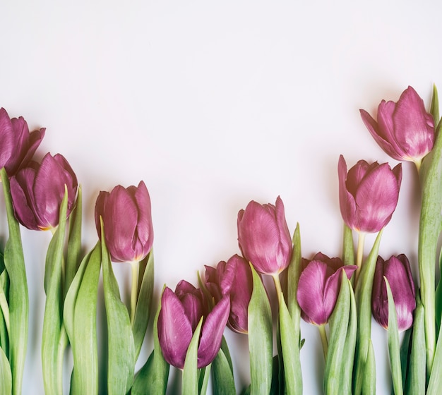 Close-up of fresh blossom tulips on isolated white background
