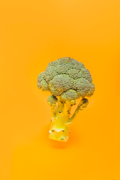 Close-up of a fresh broccoli on orange background