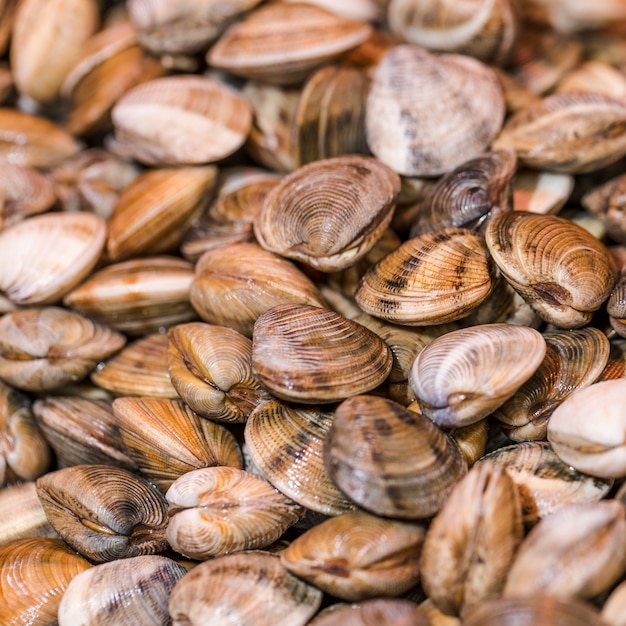 Крупный план свежих моллюсков в магазине