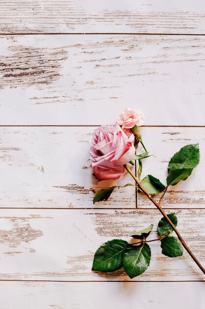 Close-up of fresh delicate pink rose against wooden background