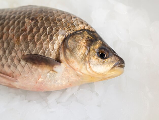 Close-up fresh fish on ice cubes