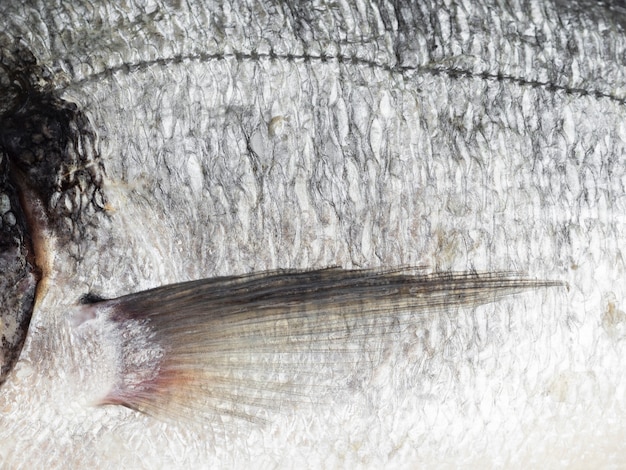 Squame di pesce fresco del primo piano con le branchie
