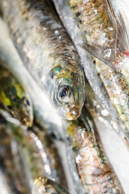 Close-up of fresh fish stack