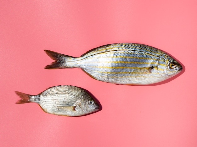 Close-up fresh fishes with gills