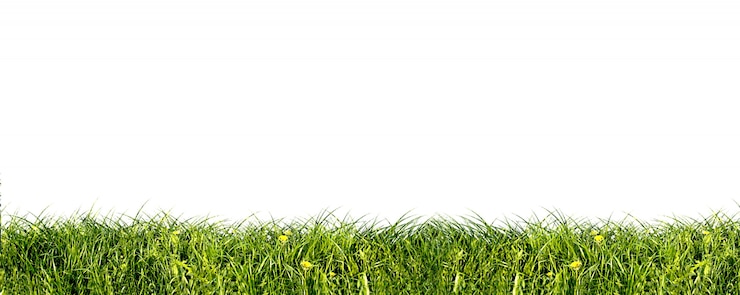 Free Photo close-up of fresh grass