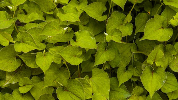 신선한 녹색 잎의 근접 촬영