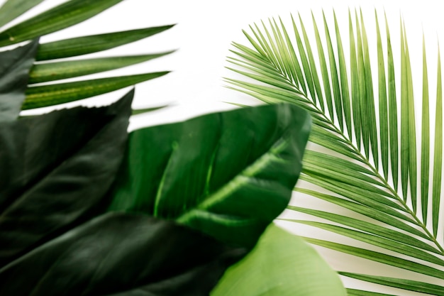 Close-up of fresh green leaves