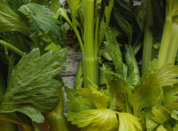 Close-up fresh green parley veggie