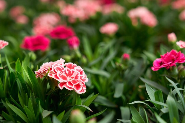 Close up of fresh green plants with beautiful pink and red flowers on fresh air. Concept of incredible plants with different colours flowers in greenhouse.