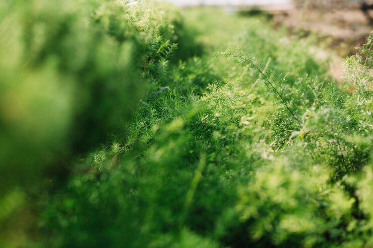 無料Photo 新鮮な緑の植物のクローズアップ