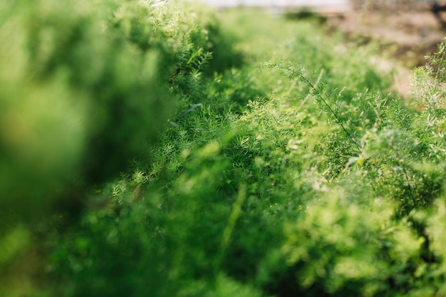 新鮮な緑の植物のクローズアップ