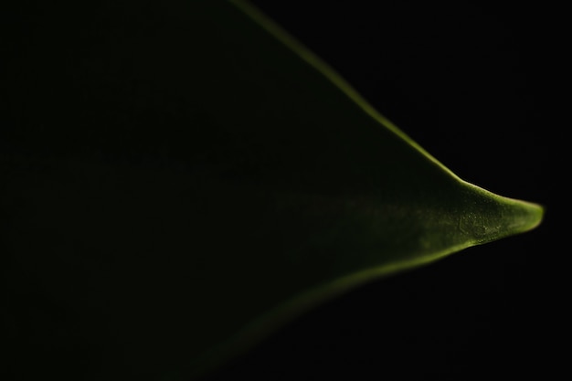 Close-up fresh leaf