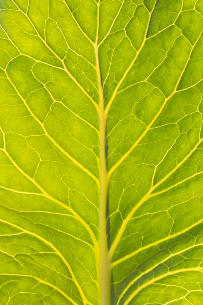 Foto gratuita foglia fresca della lattuga del primo piano