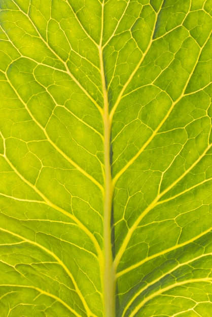 Крупный план свежих листьев салата