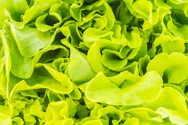 Крупным планом свежих листьев салата