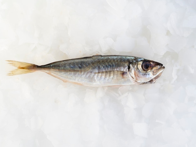 Close-up fresh mackerel on ice cubes
