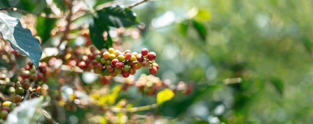 コピースペースのある植林地で熟している新鮮な有機アラビカコーヒーベリーのクローズアップ新鮮なコーヒーレッドベリーの枝