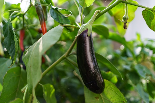 Close up fresh organic eggplant in the garden.