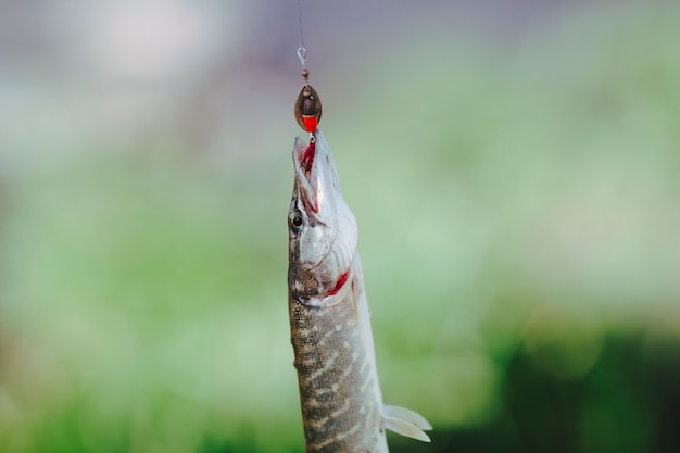 Close-up of fresh pike fish hanging on fishing hook