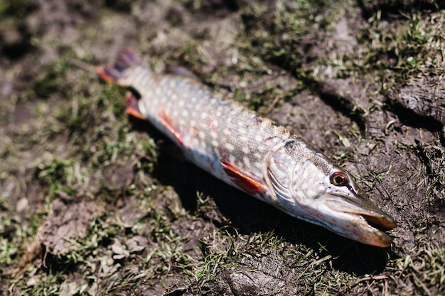 Close-up of fresh pike fish