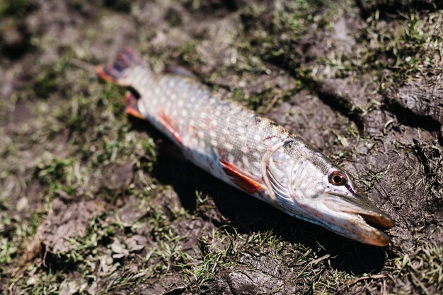 Close-up of fresh pike fish