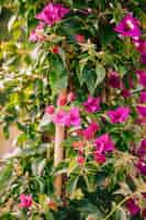 Foto gratuita close-up di fiori freschi di bouganville rosa