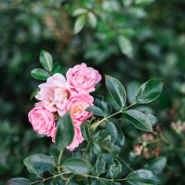 緑色の葉と新鮮なピンクの花のクローズアップ