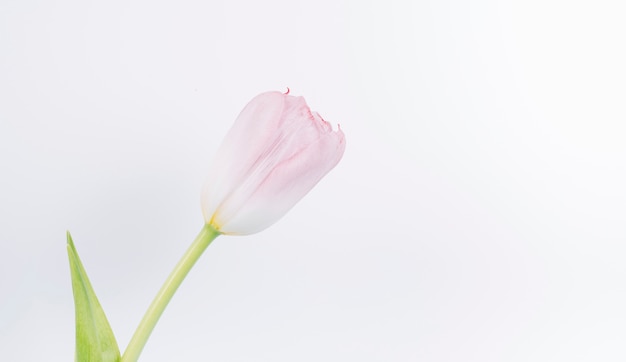 Close-up of fresh pink tulip flower on white backdrop