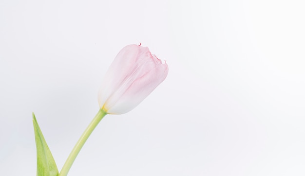 흰색 배경에서 신선한 핑크 튤립 꽃의 근접 촬영