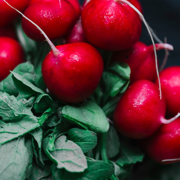 Close-up of fresh radishes