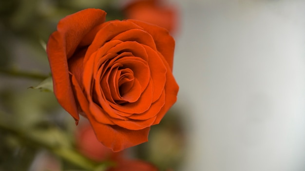 Close-up of fresh red rose against blur backdrop