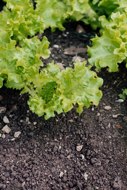 Close up fresh salad on the ground