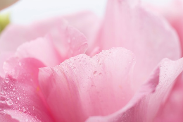 검은 배경에 장미 핑크 꽃잎의 근접 전면보기