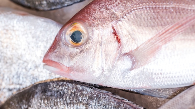 Close-up of frozen fish in market