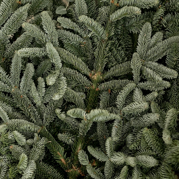 Close-up frozen pine green leaves