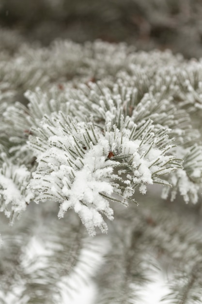 Close-up frozen pine tree leaves with snow