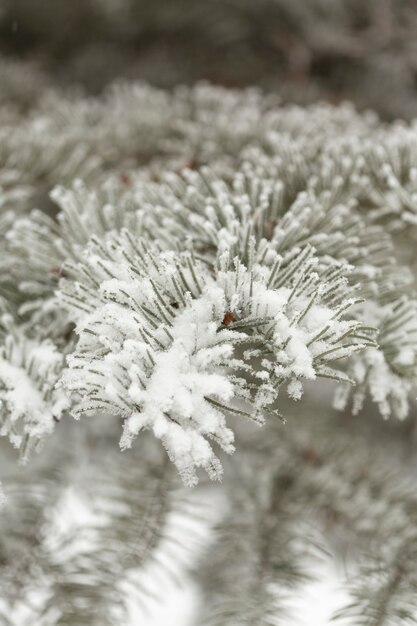 Close-up frozen pine tree leaves with snow