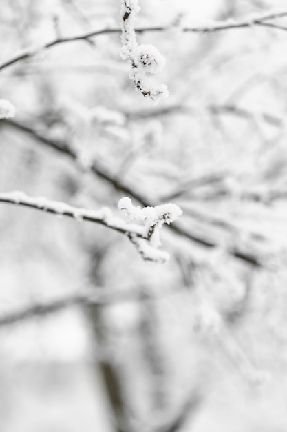 Close-up frozen snowy branches with blurred background